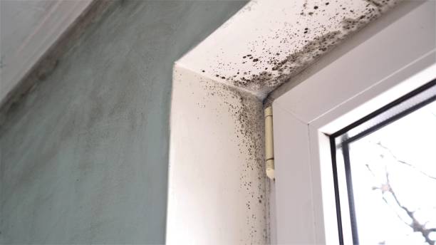 Best Bathroom Mold Remediation in Mountain Top, PA